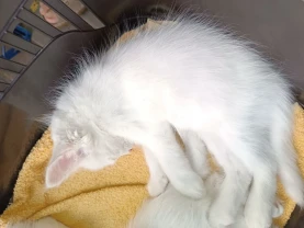 Кошеня біле, котенок білий хлопчик