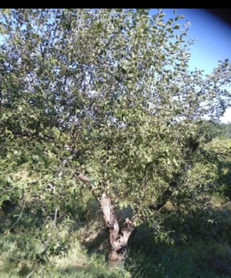 Продается земельный участок в садовом товариществе 4