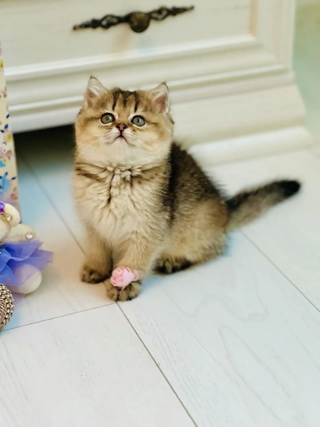 Британська золота шиншилла 4