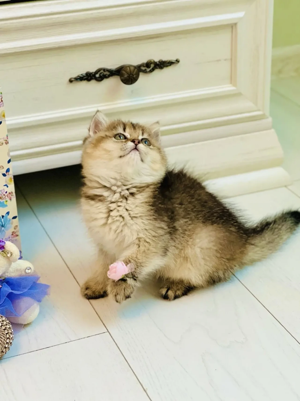 Британська золота шиншилла 7