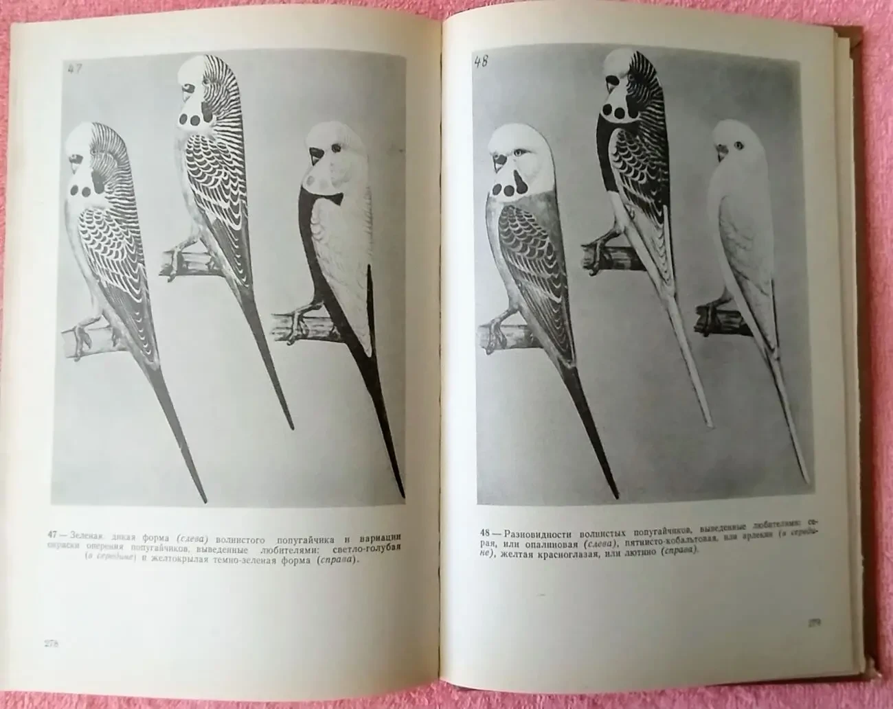 Лукина,Экзотические птицы в нашем доме 3