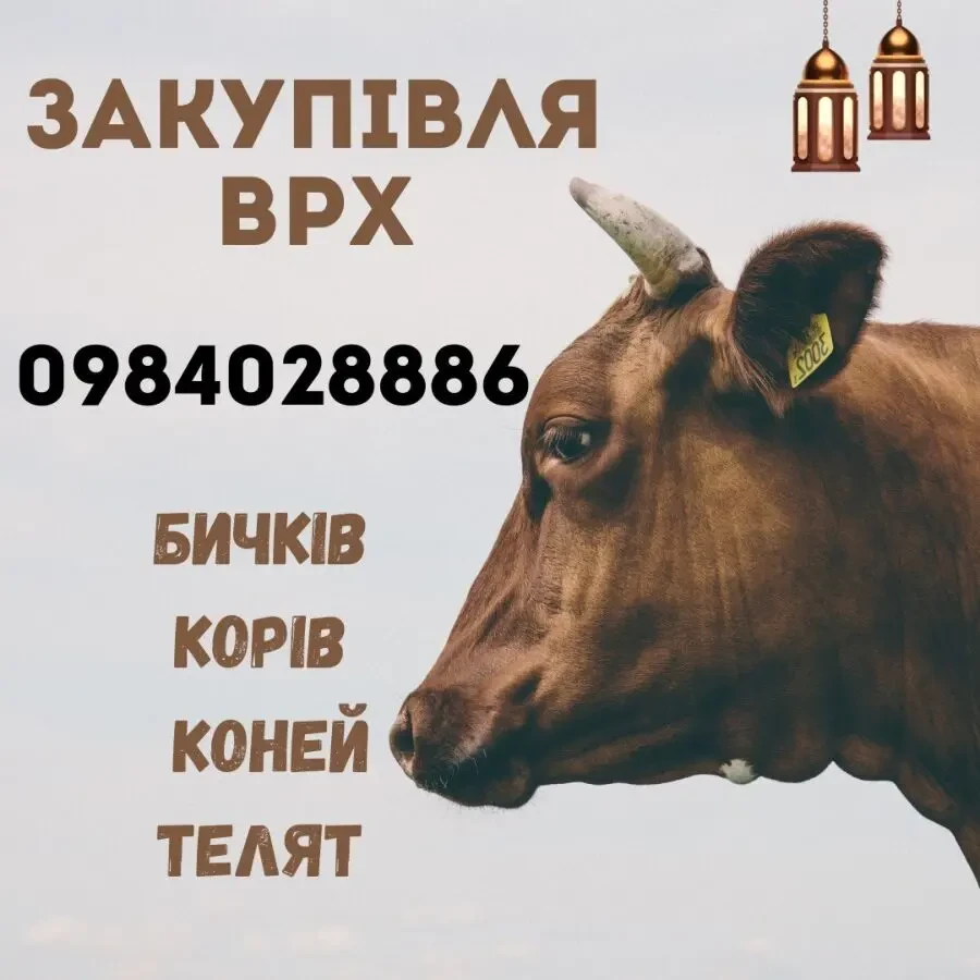 Закупівля корів коней