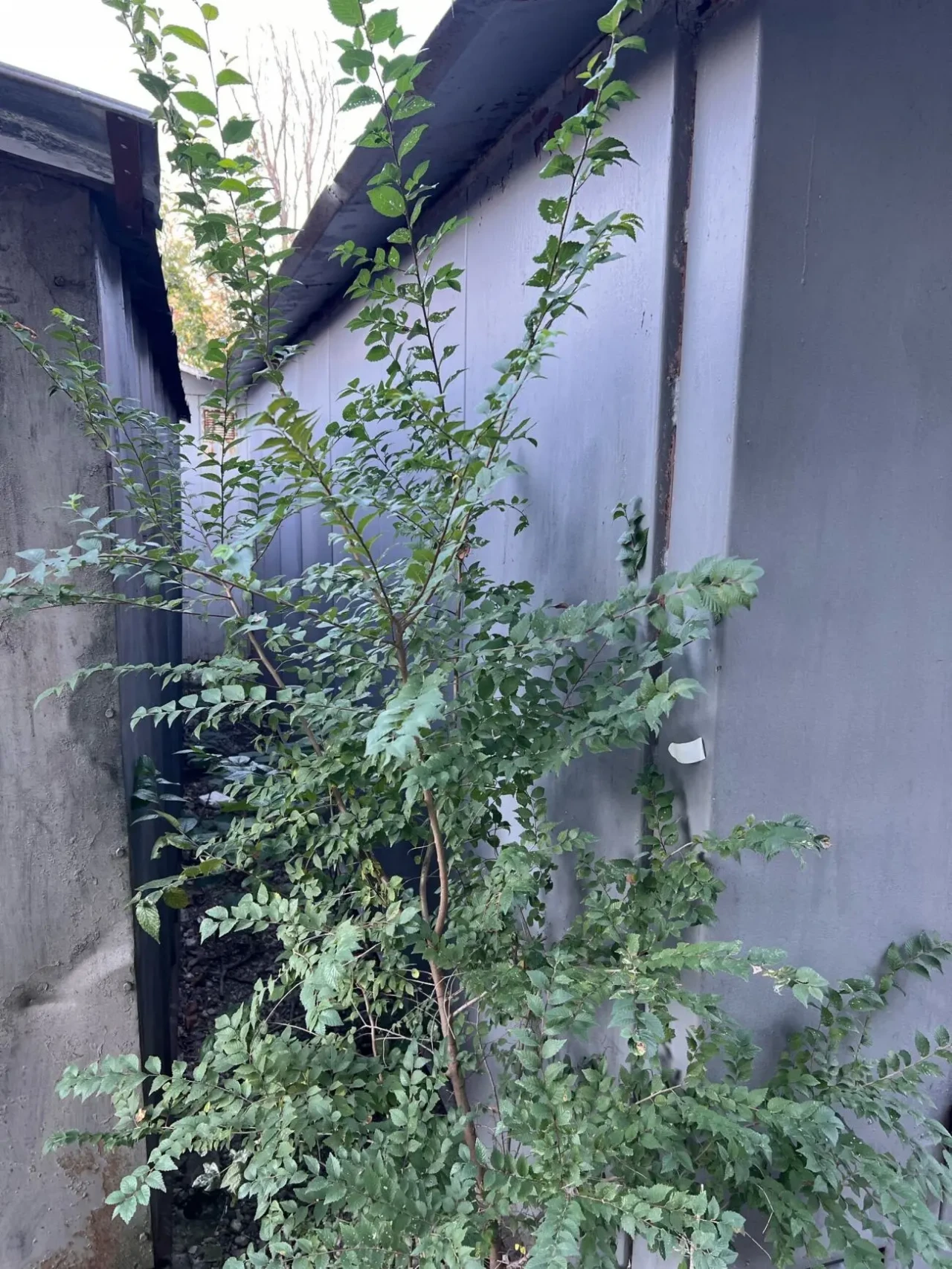 Гараж на Воронина 29 3