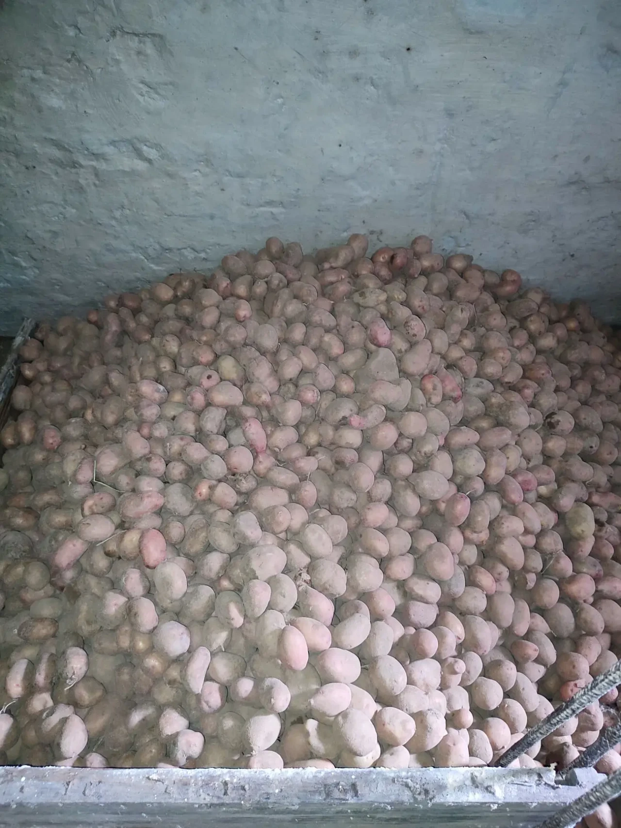 Картопля дрібна, посадкова, насіннєва 4