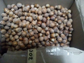 Продаю горіхи Фндук та Ліщина 2025р.