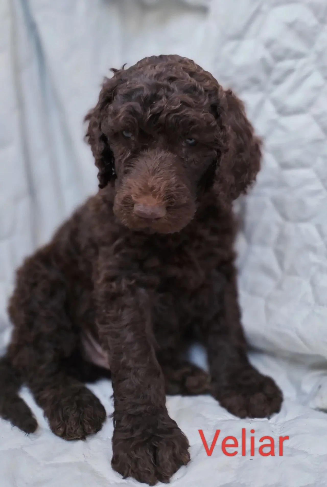 Пудель королівський, шоколад 10