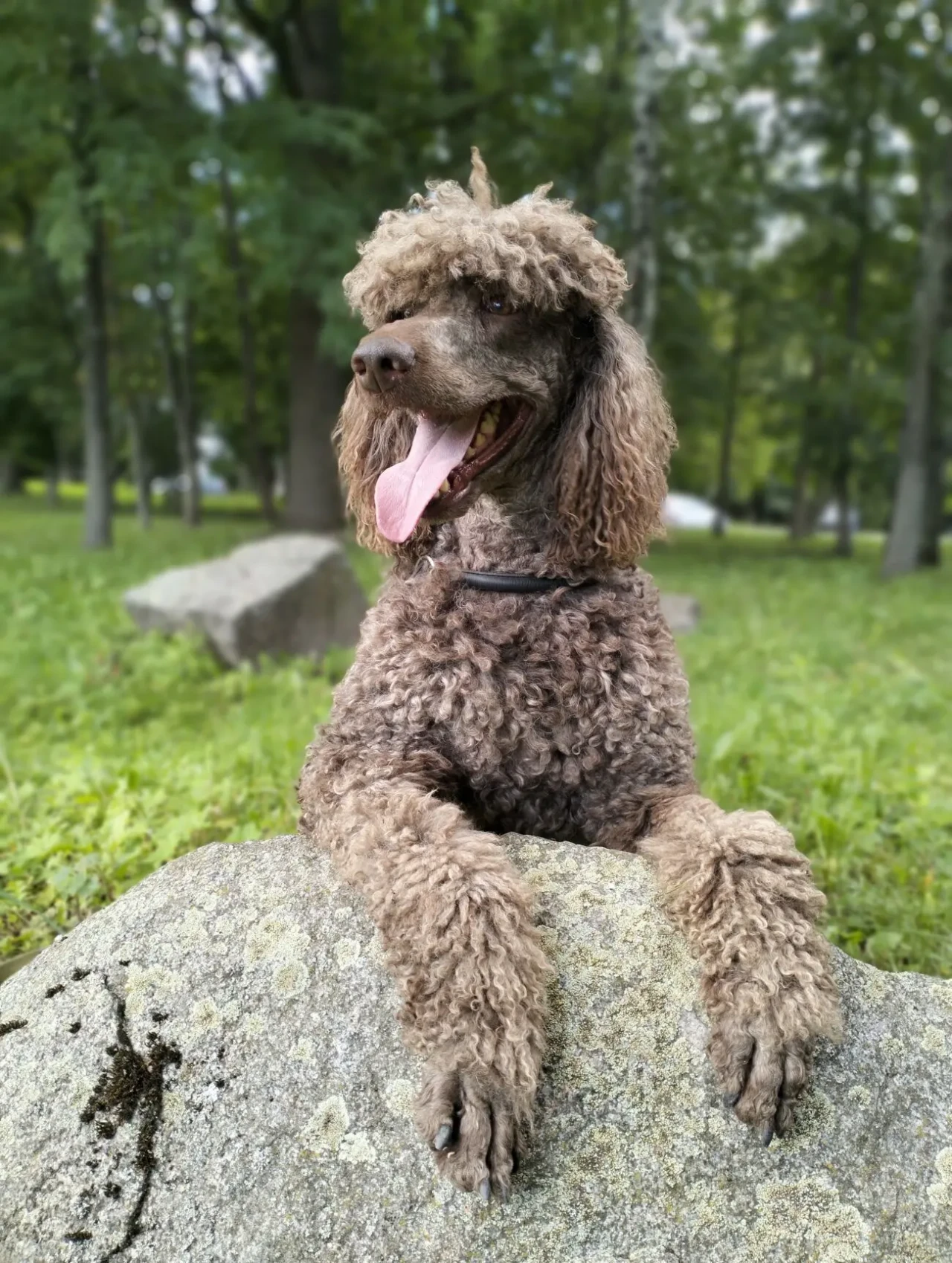 Пудель королівський, шоколад 8