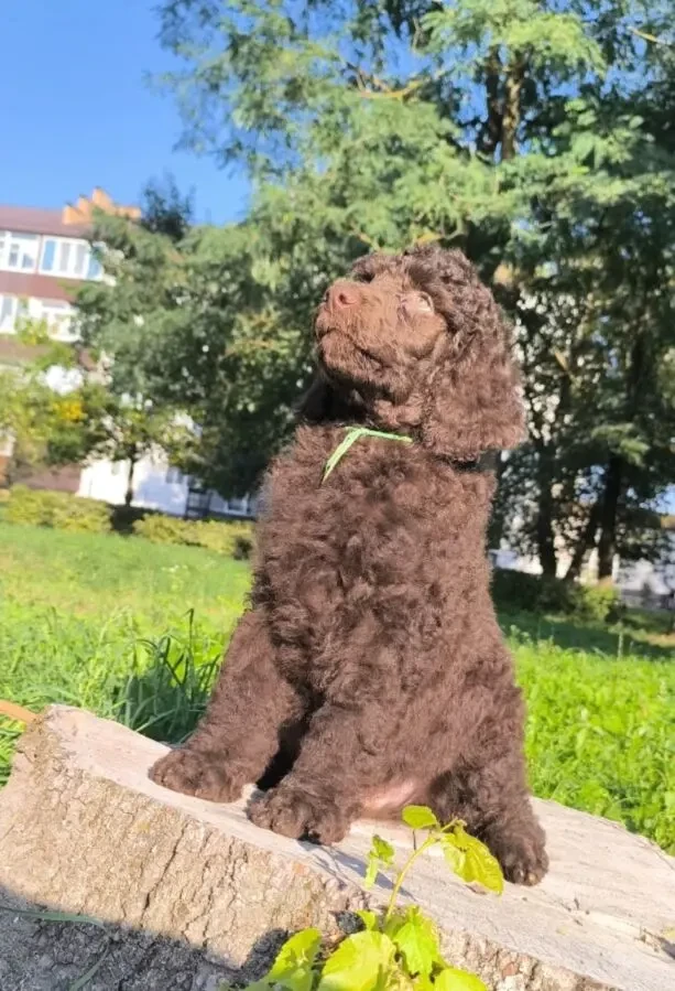 Пудель королівський, шоколад