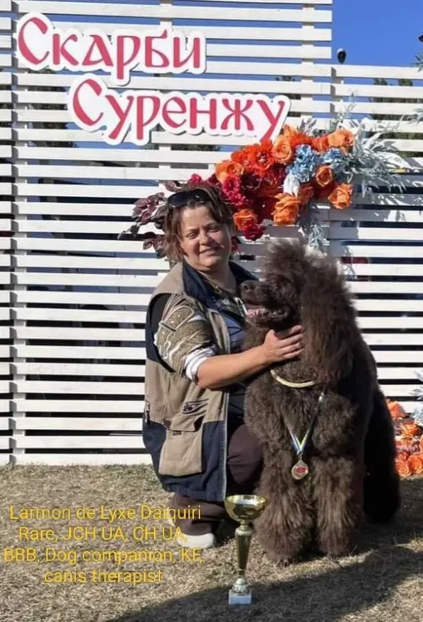 Пудель королівський, шоколад 9