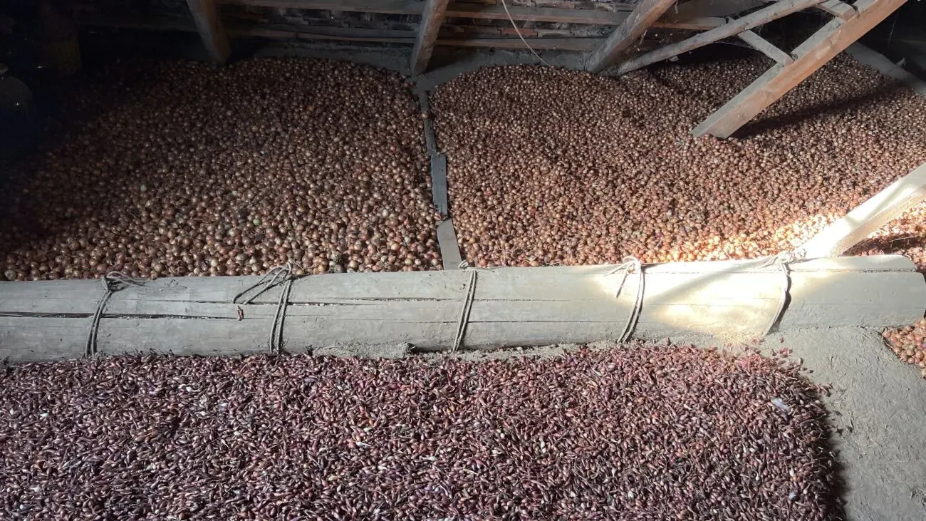 Продам лук севок-урожай 2025 4