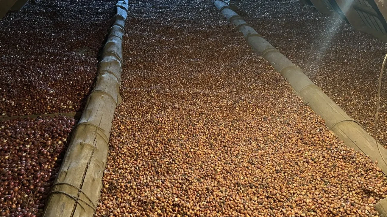 Продам лук севок-урожай 2025 2