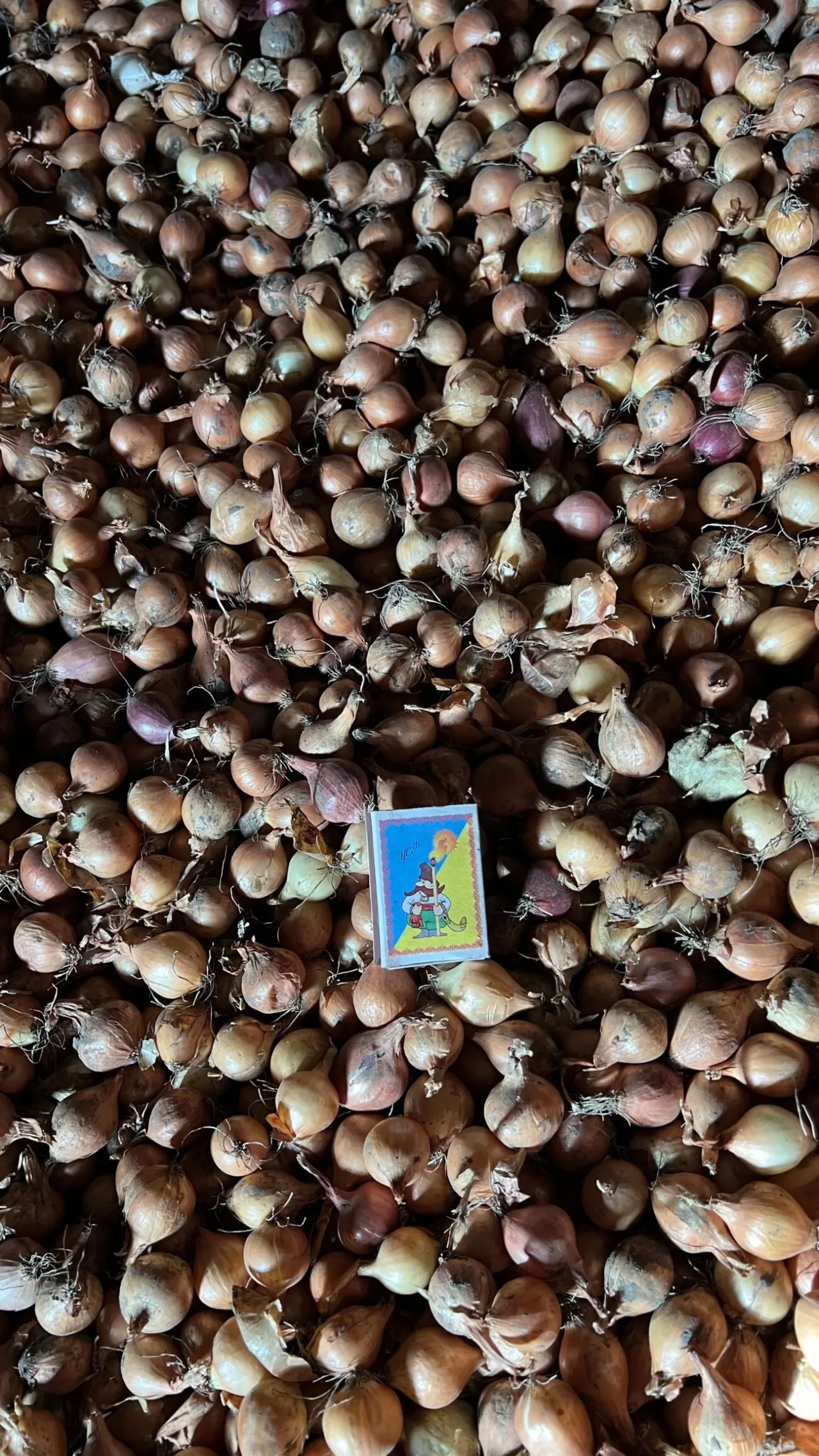 Продам лук севок-урожай 2025 3