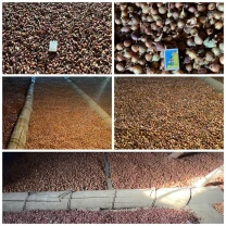 Продам лук севок-урожай 2025