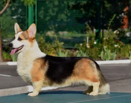 продам щенка вельш корги пеброк тесты DM vWD CLEAR