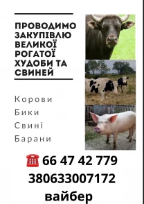 Бики корови