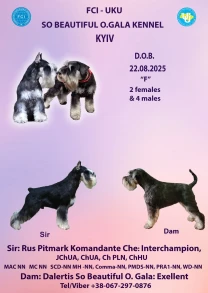 Щенки цвергшнауцера черного с серебром от интерчемпиона (девочки)