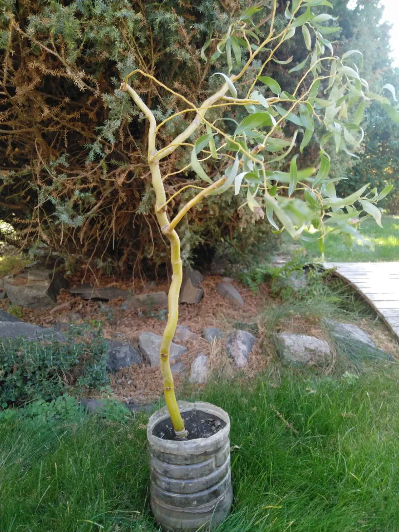 Ива Матсудана японская ива спиралевидная,саженцы 100 см 8