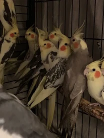 Продаю корели