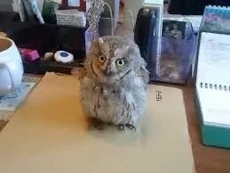 Продам сову 9