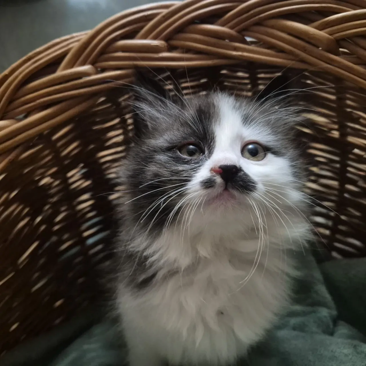 Милые домашние котята 7