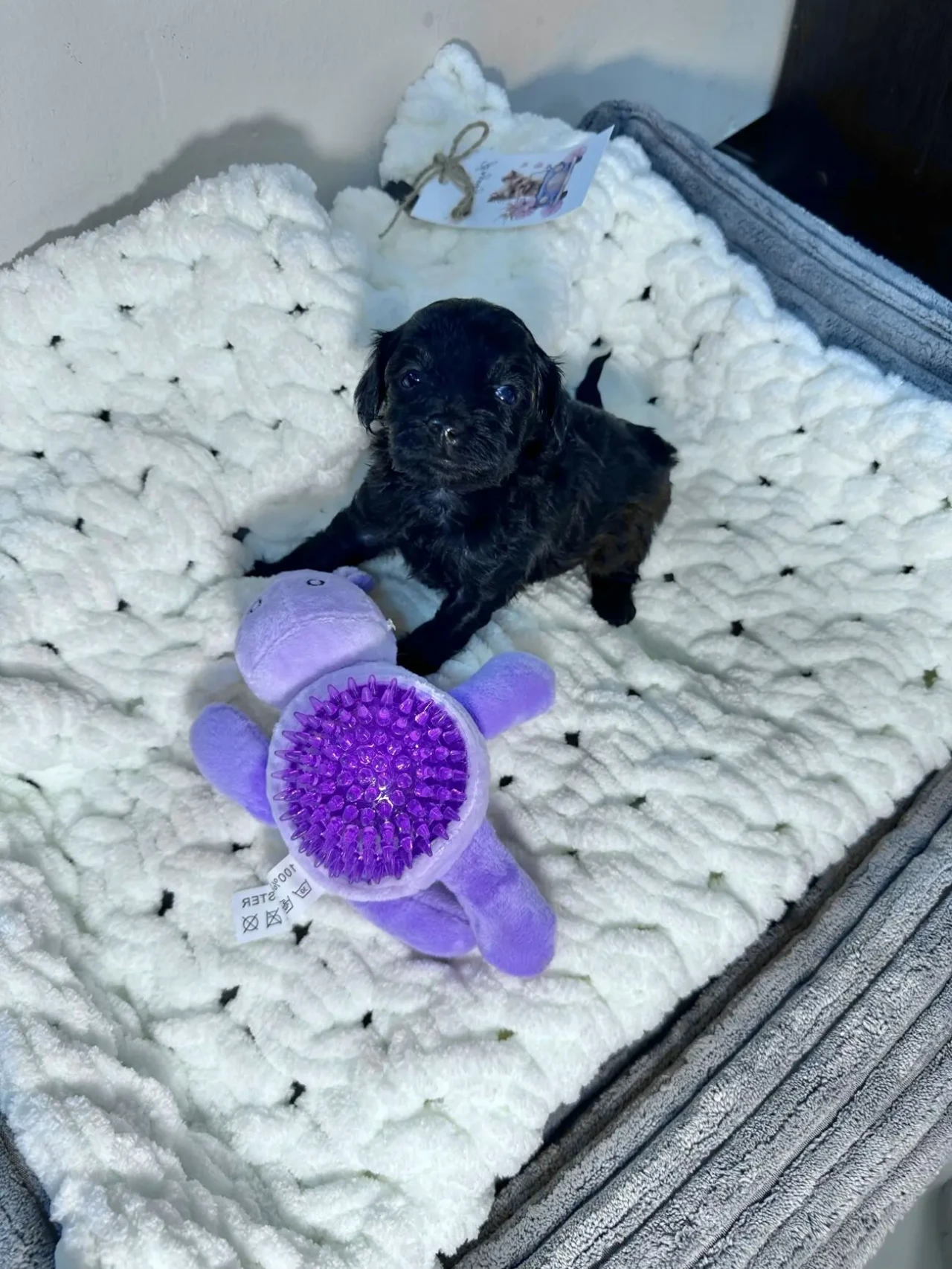 Альтернатива мальтіпу - йоркіпу 2