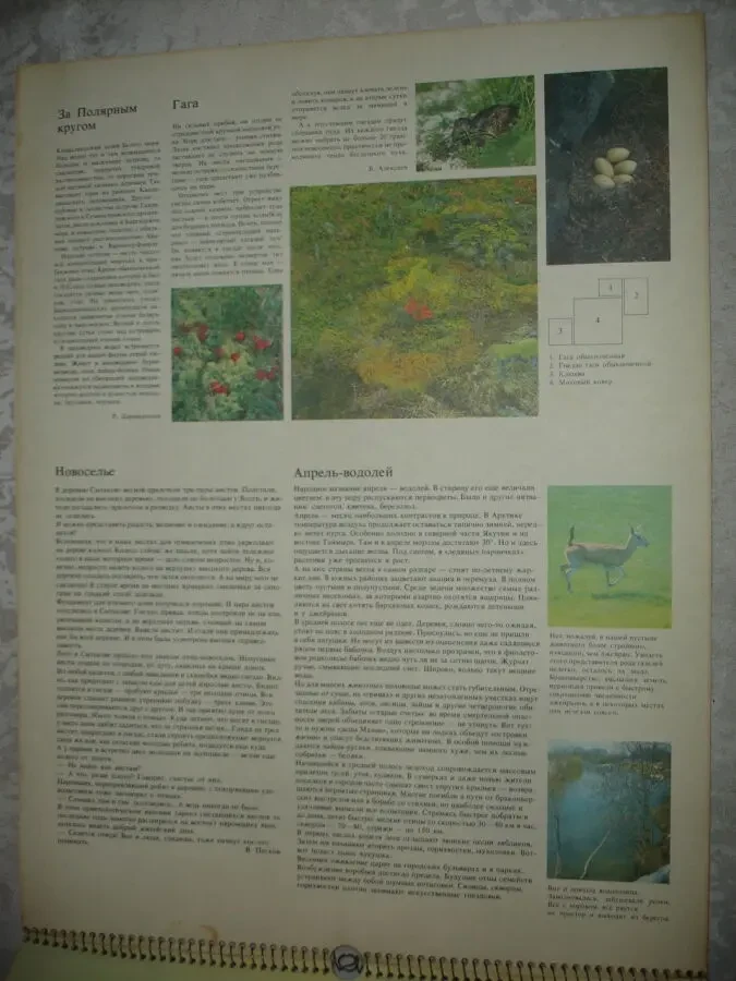 Календар РОДНАЯ ПРИРОДА. 1990 рік. На спіралі. Розмір 33 х 43 см. 5