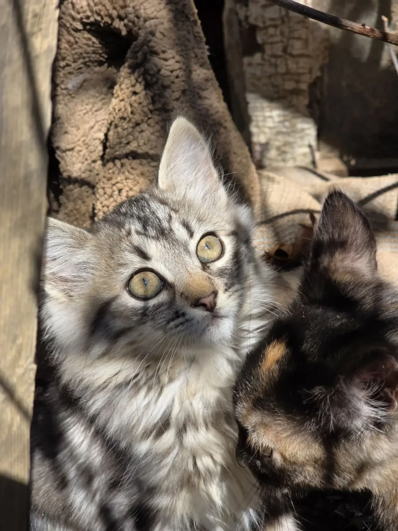 Котик та киця, які ловлять мишей 2