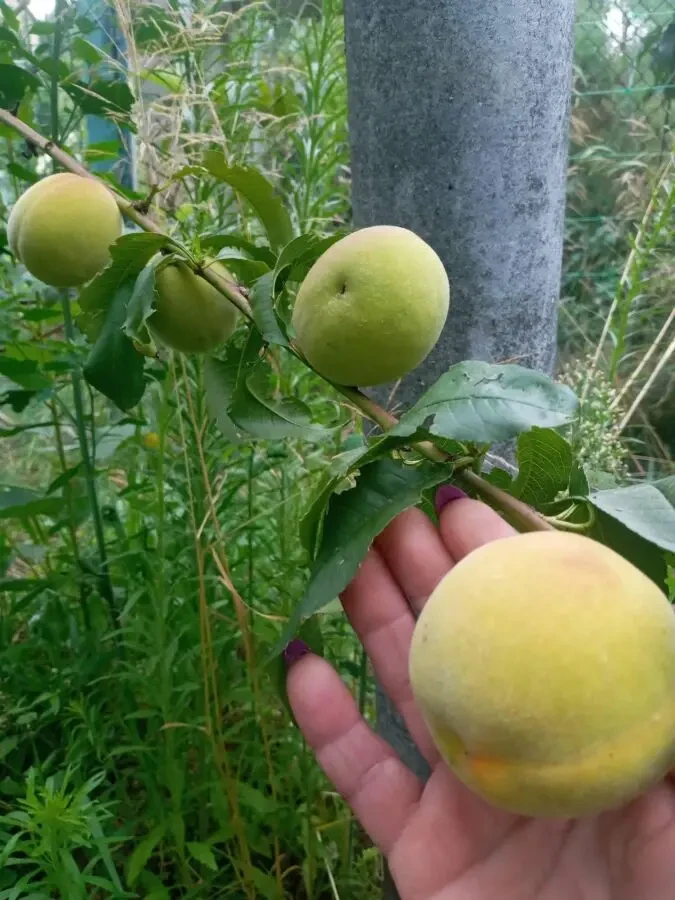Продам півбудинку в Вишгородському районі 7