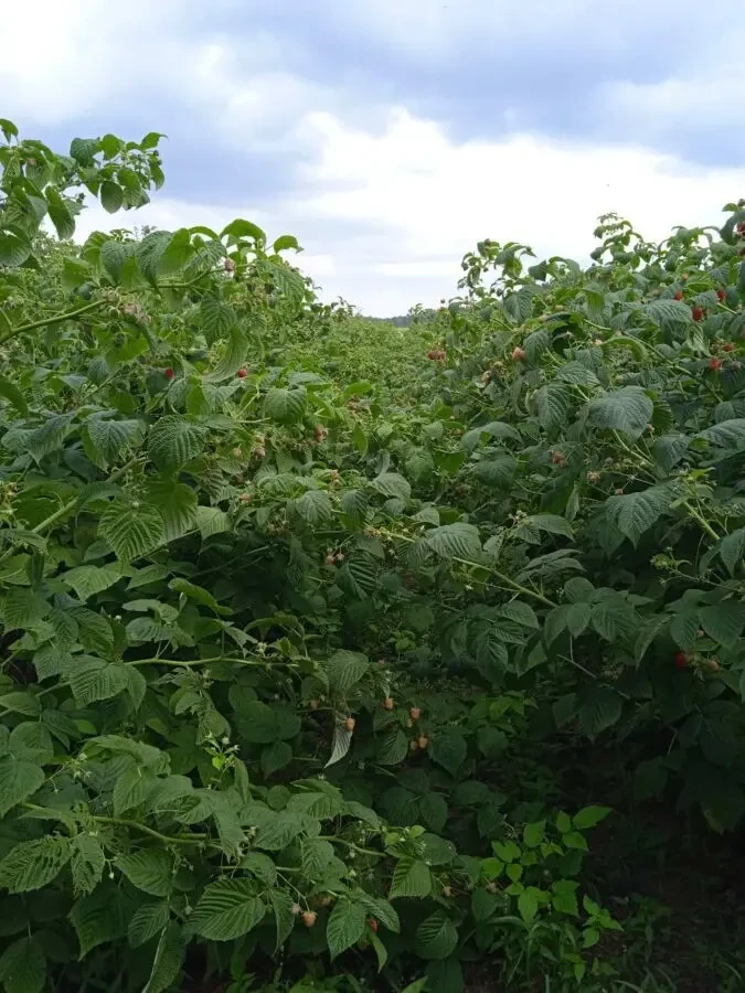 Саджанці малини ремонтантної 6