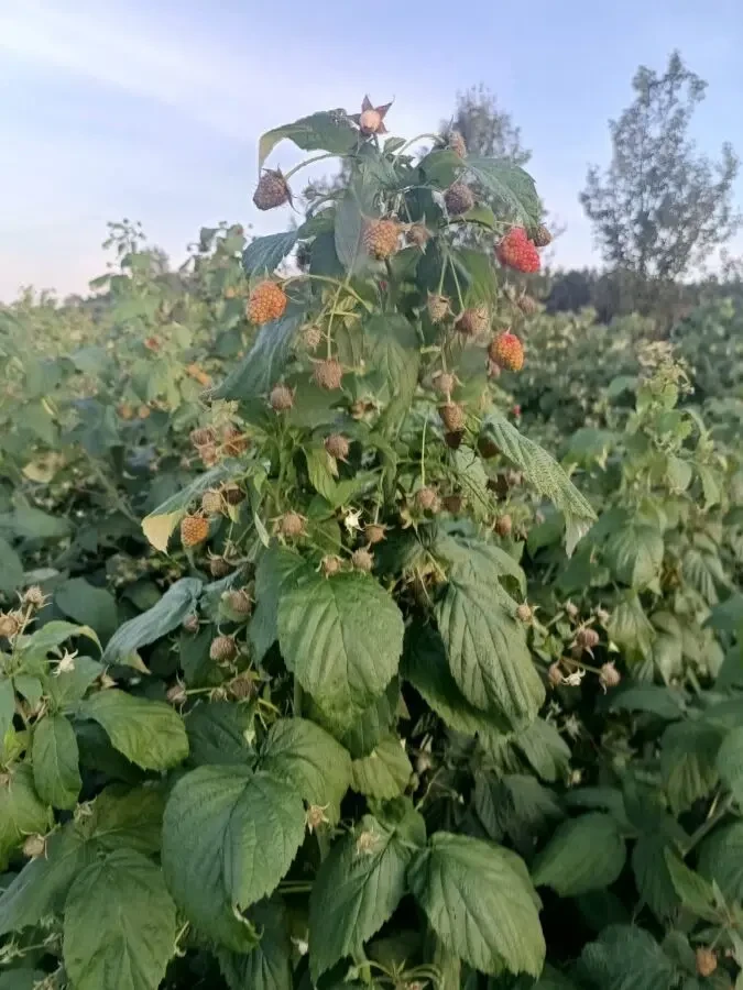 Саджанці малини ремонтантної 8