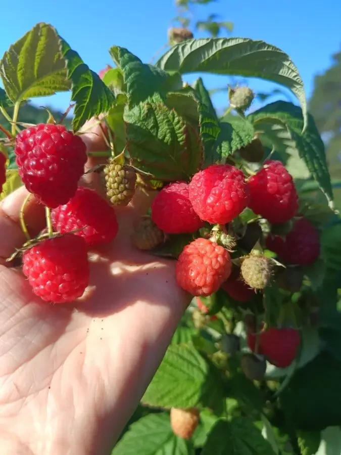 Саджанці малини ремонтантної 7