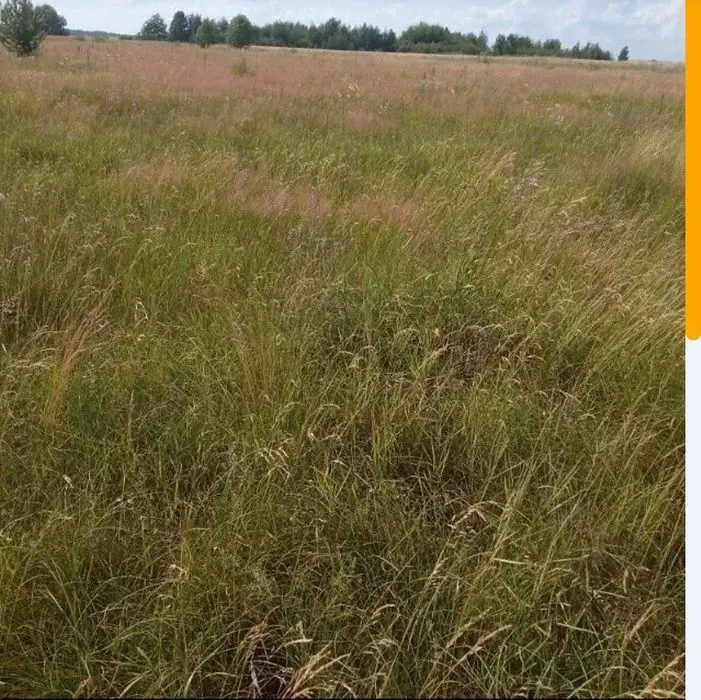 Продам ділянку 55 соток у Небраті, Київська область. 4