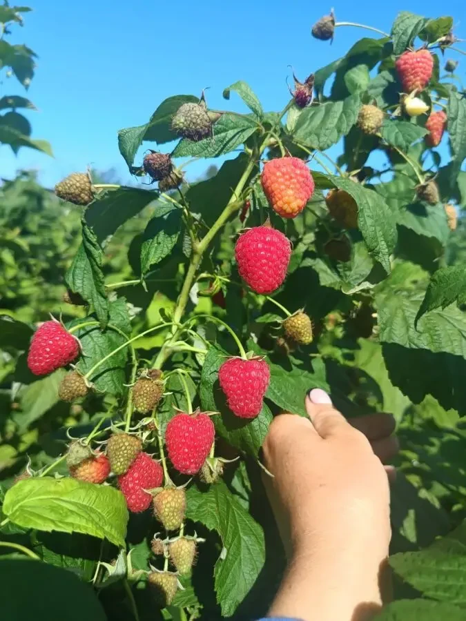 Саджанці малини 8