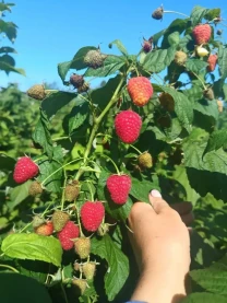 Саджанці малини