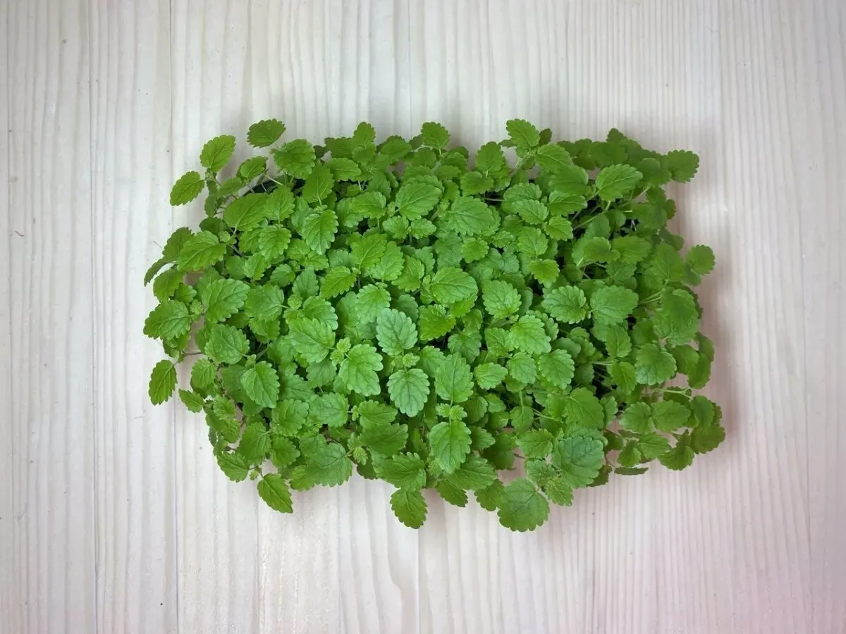 Мікрозелень в наявності (Безкоштовна доставка. Київ) 9