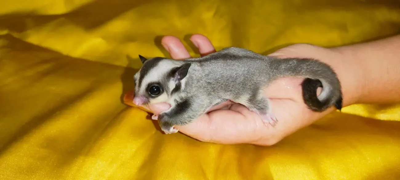 Цукровий сумчастий поссум, летяга 2