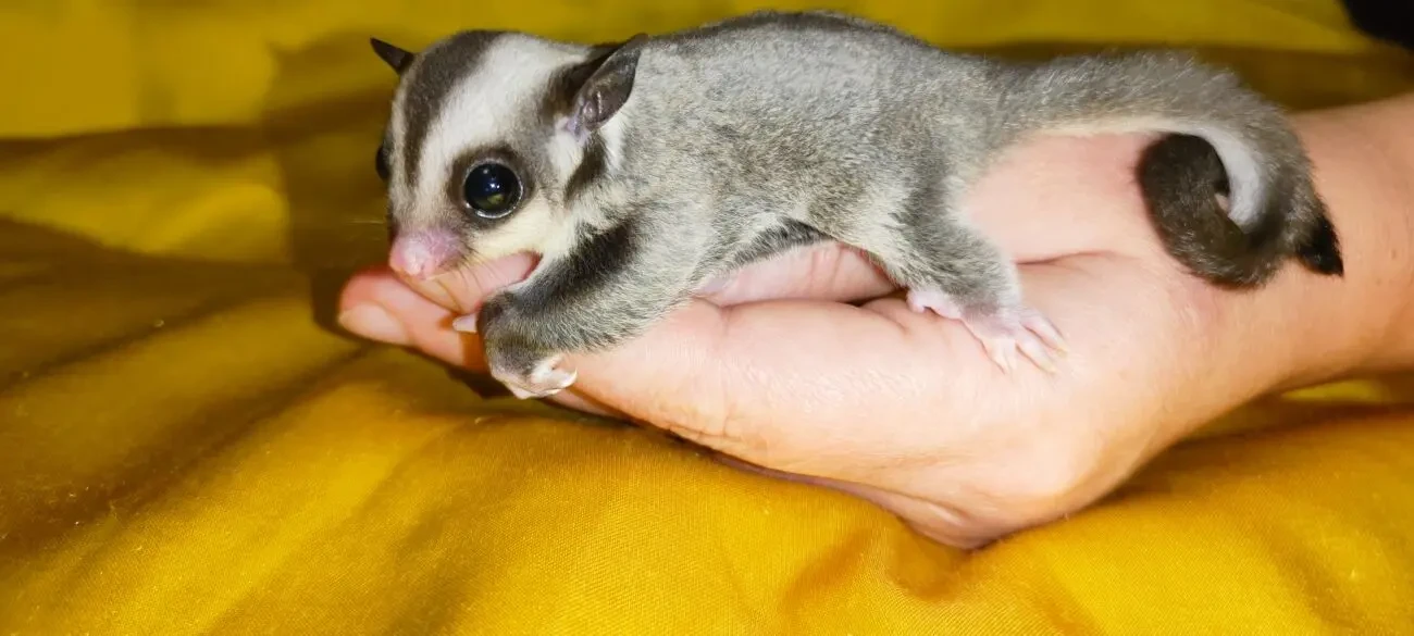 Цукровий сумчастий поссум, летяга