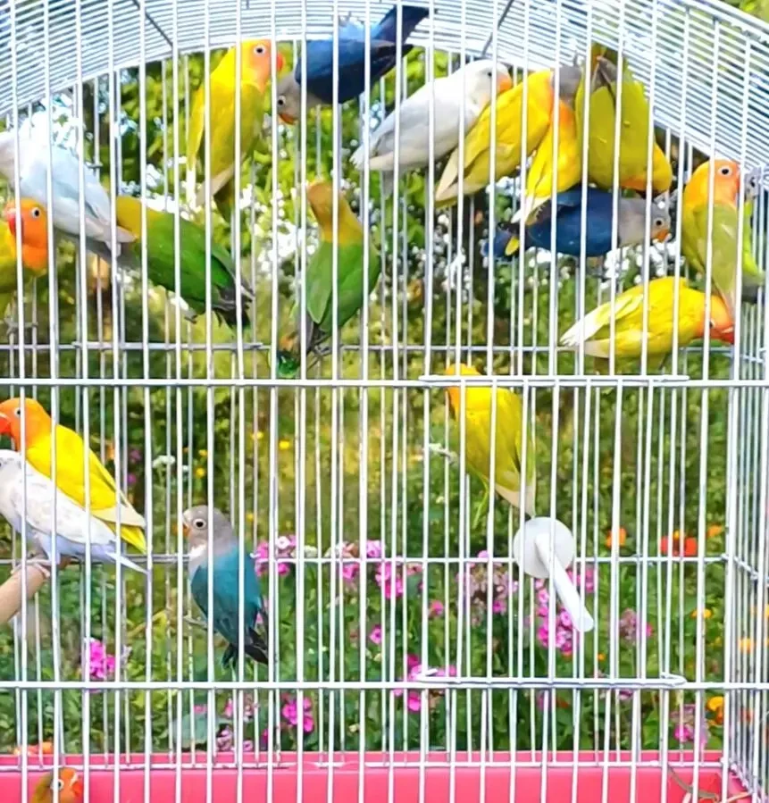 Папуги нерозлучники Фішера.