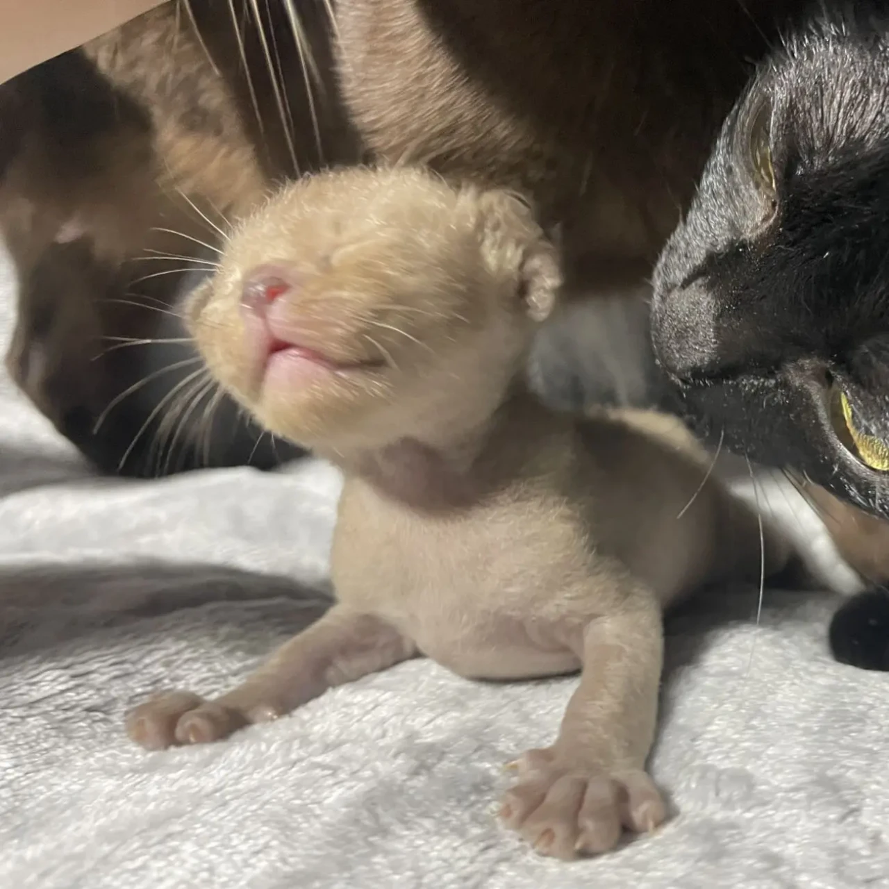 кошенята Європейська бурма 8