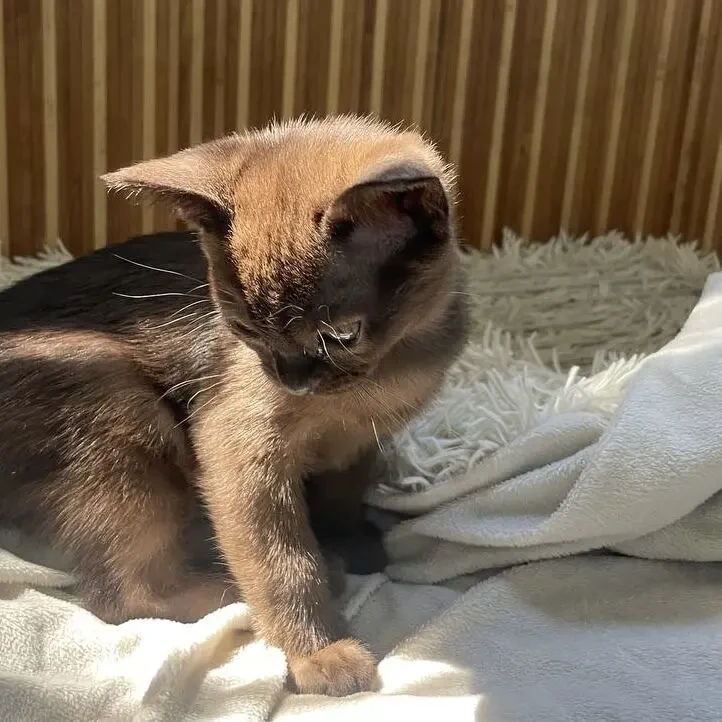 кошенята Європейська бурма 4