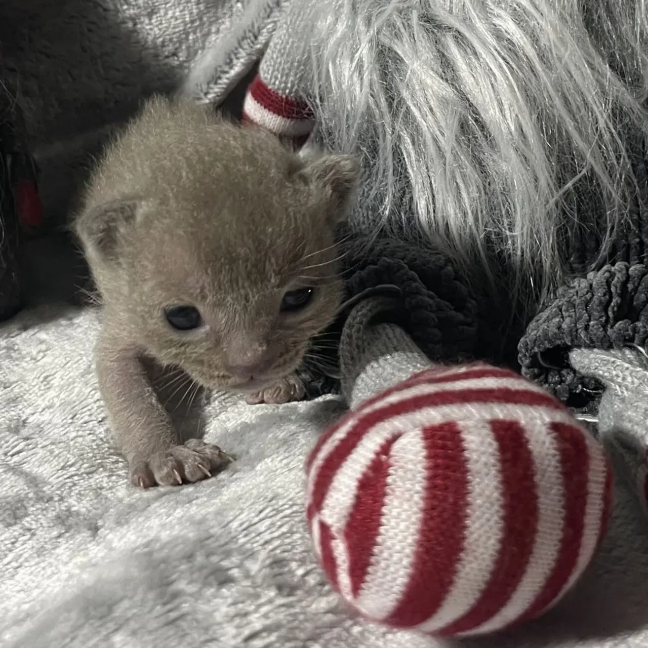 кошенята Європейська бурма 7