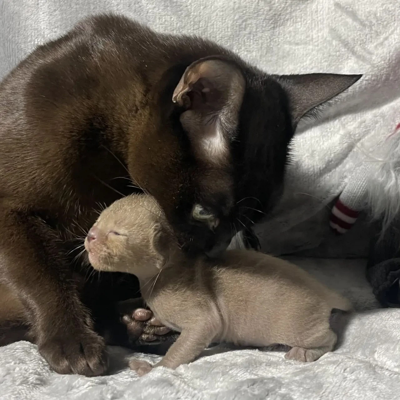 кошенята Європейська бурма 6