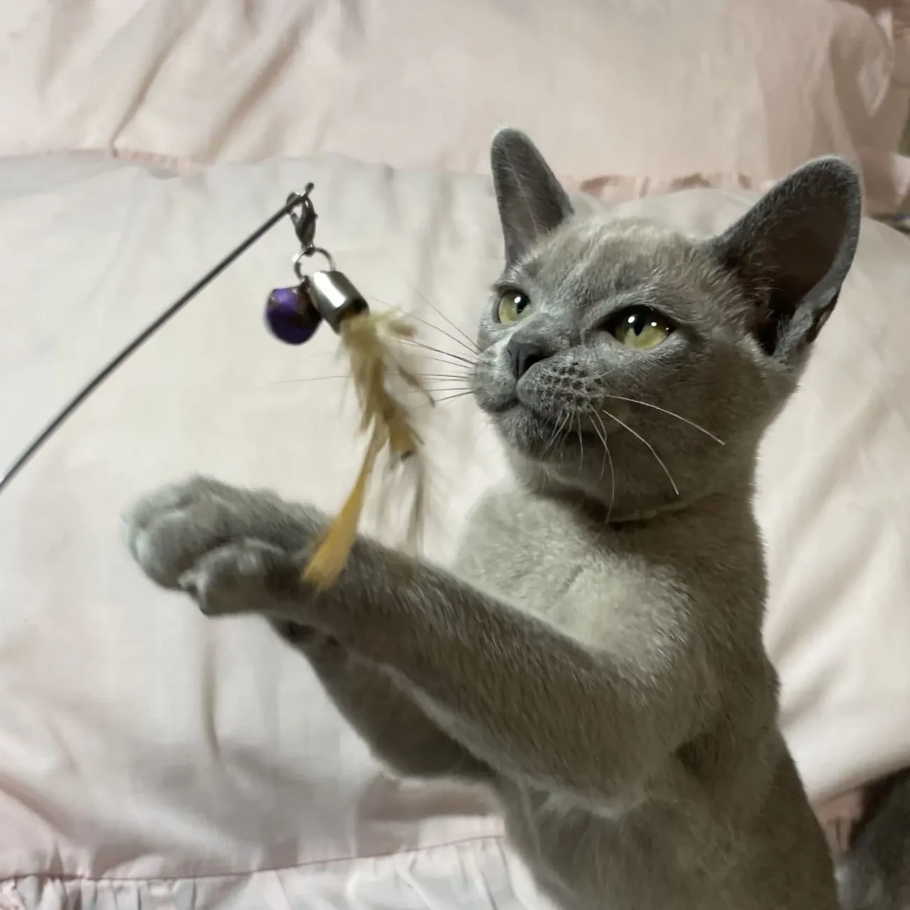 кошенята Європейська бурма 3