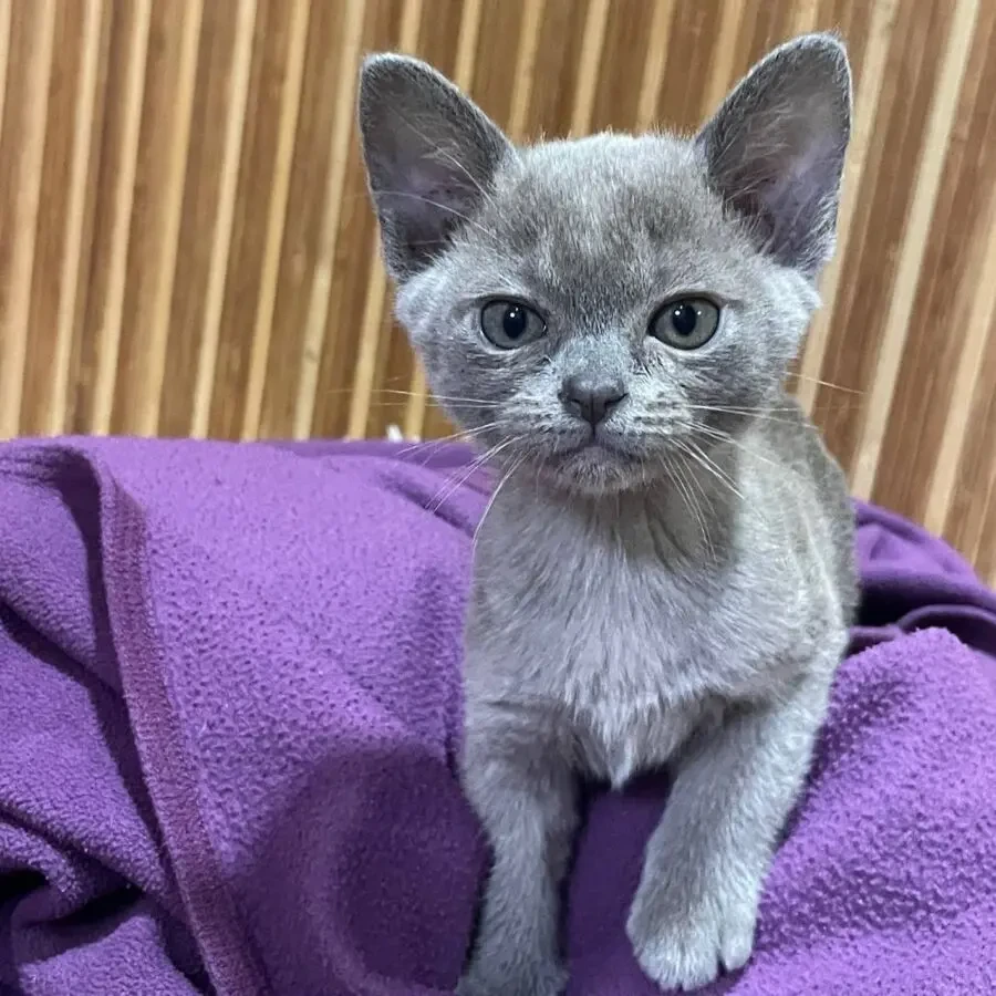 кошенята Європейська бурма 5