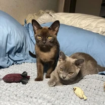 кошенята Європейська бурма