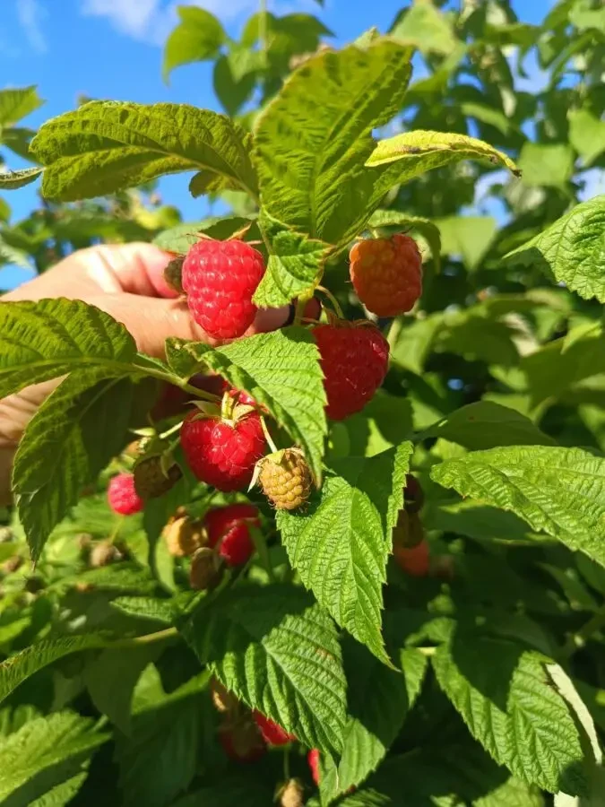 Саджанці малини ремонтантної високоврожайної 6