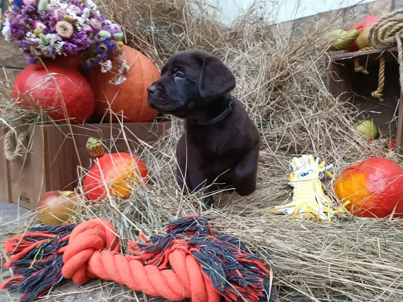 Цуценята Лабрадор Ретривер 10