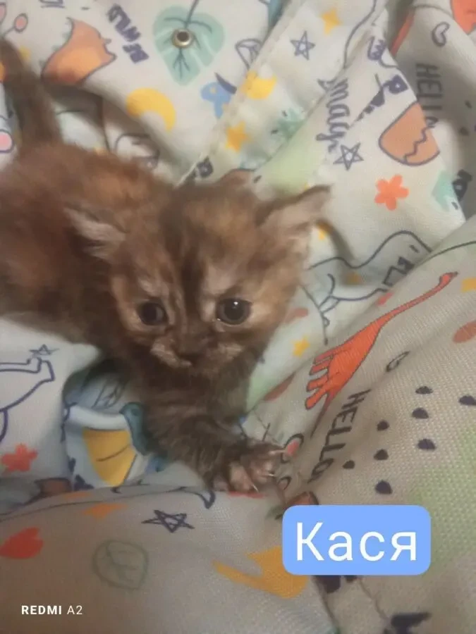 Гарні кошенята на бронювання 5