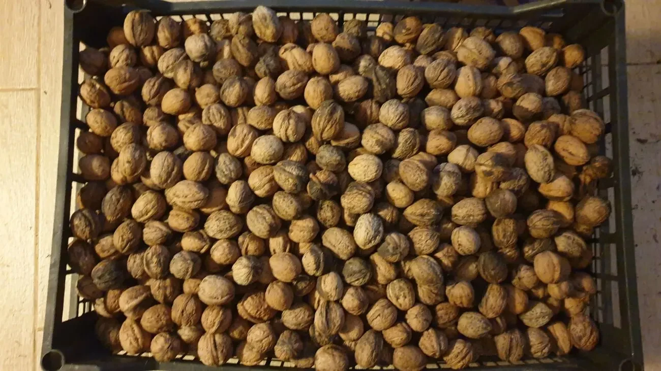 Орехи 2025 года. Одесса 5
