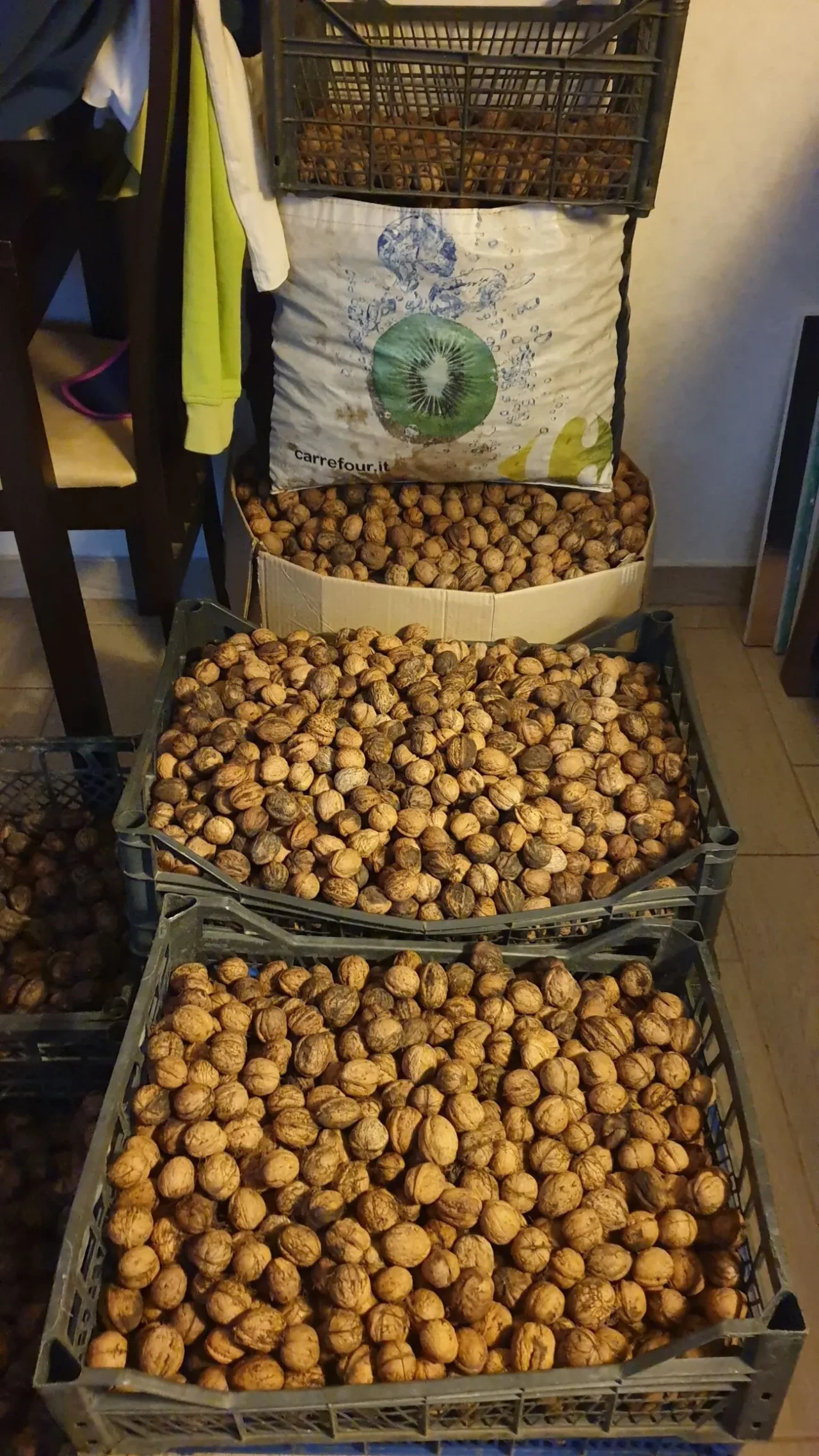 Орехи 2025 года. Одесса